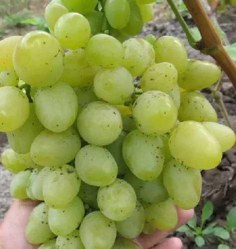 Виноград плодовый Настя, желтый v5 Tim 