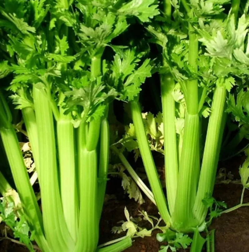 Рассада Сельдерей РАЗНЫЕ СОРТА к6 ХР 