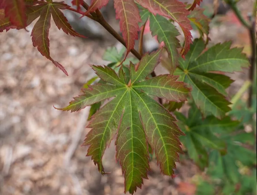 Клен ложнозибольдов Норд Винд v5 40-60 Tw 