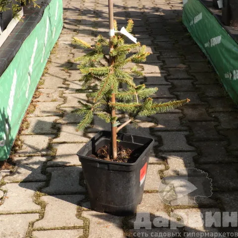 Ель обыкновенная Катаринес Голден Херт 30-40 см Mt (5) ватермарка
