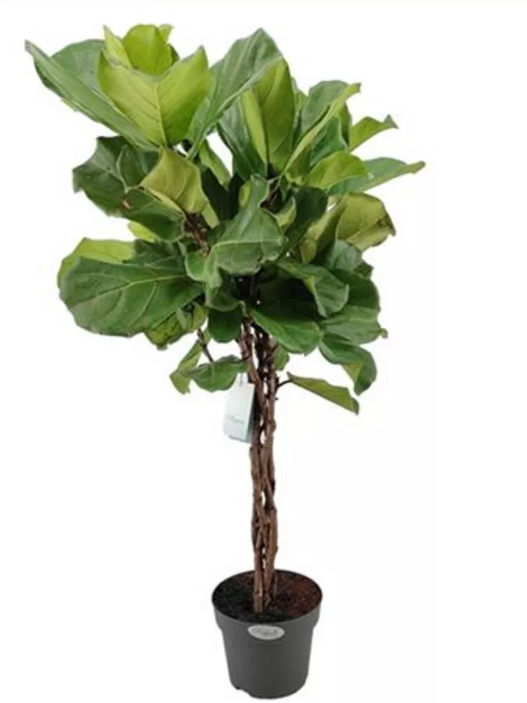 Фикус Лирата переплетенный d21 h80 