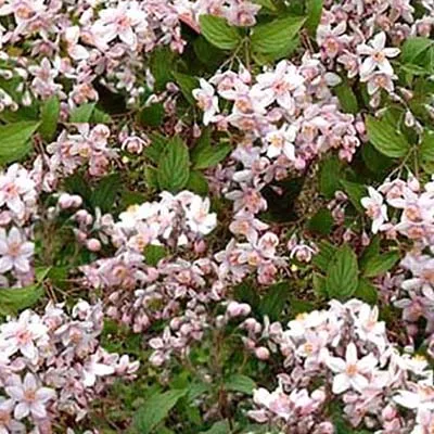 Дейция розовая Кампанулата с3  GV 