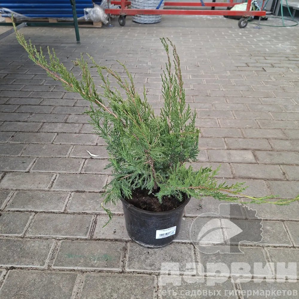 Можжевельник средний Минт Джулеп v5 Lav 