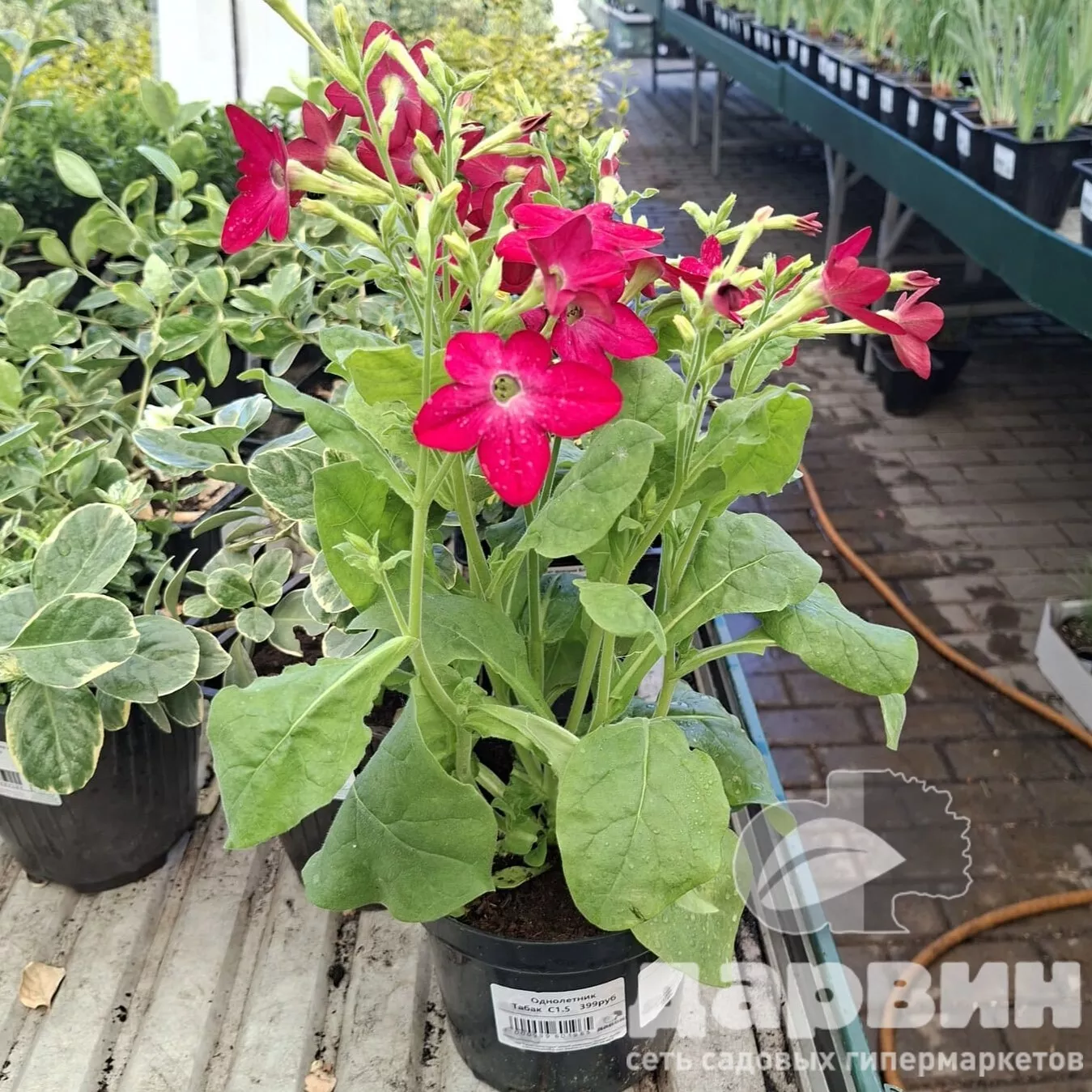 Табак декоративный С 1,5 Push 