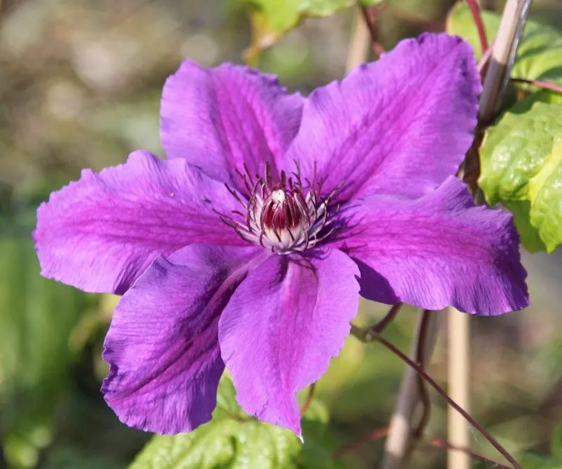 Клематис Каспер v2 BI 