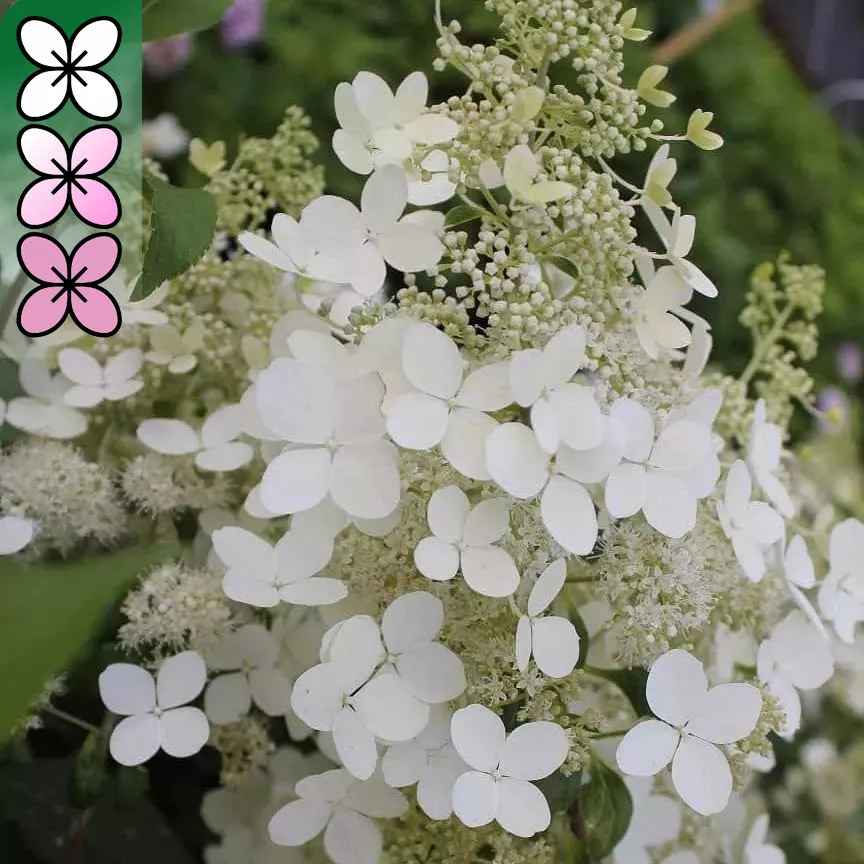 Гортензия метельчатая Брюссель лэйс v3 Lav 