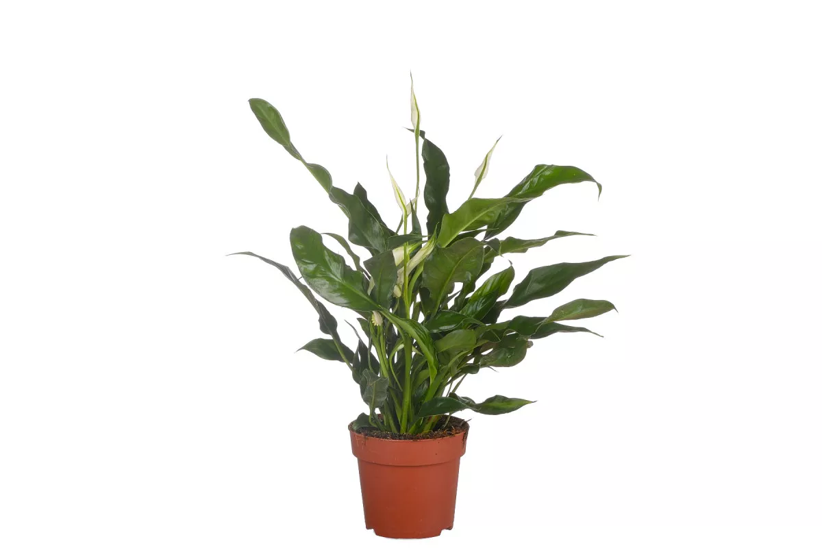 Спатифиллум Куриоса d13 h50 