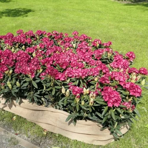 Рододендрон гибридный Казимир Великий v1 