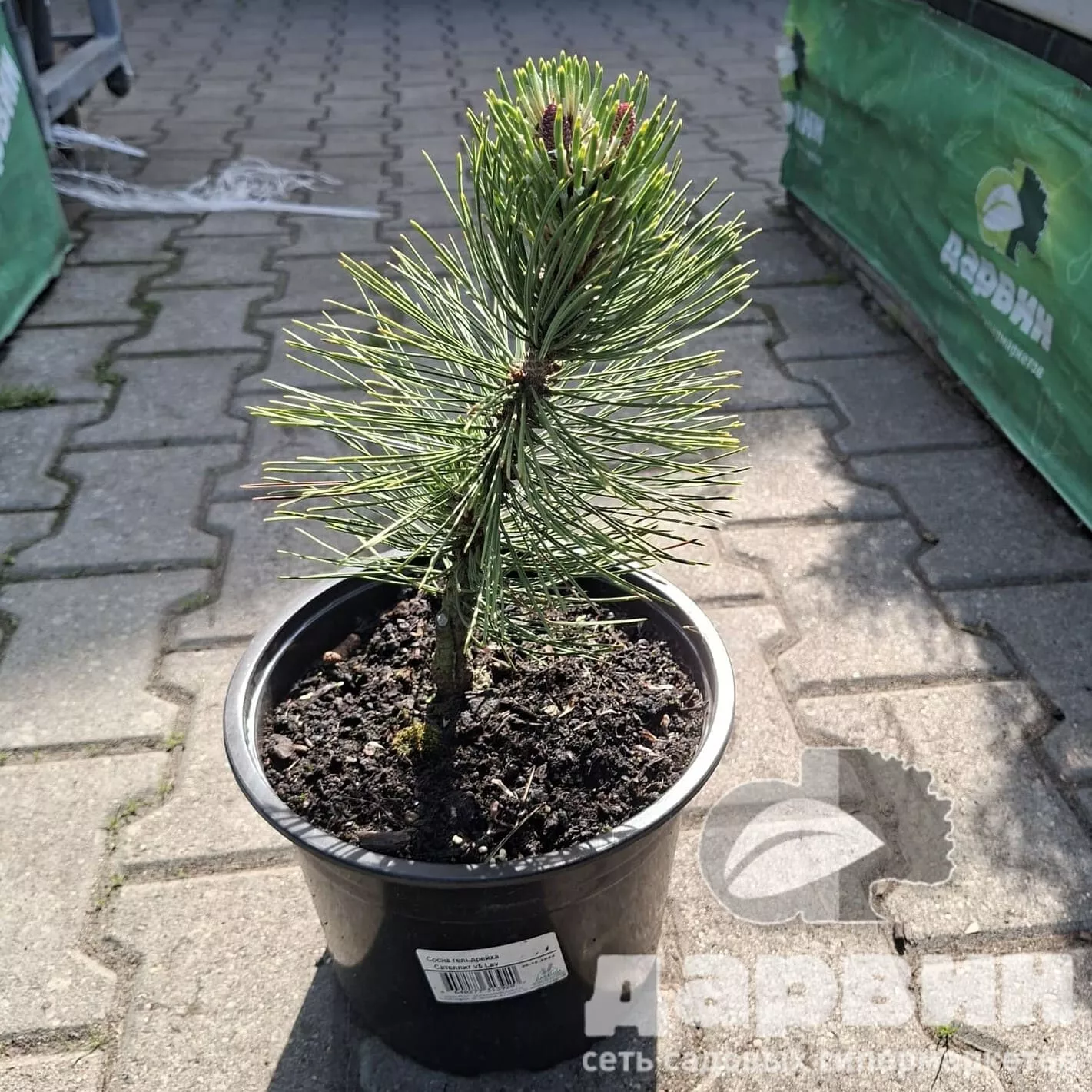 Сосна гельдрейха Сателлит v5 Lav 