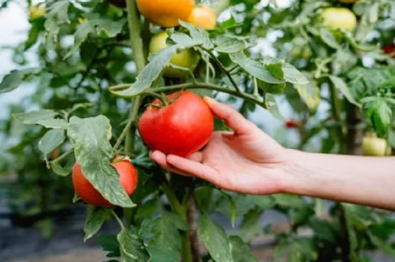 Продлите плодоношение томатов Продлите плодоношение томатов