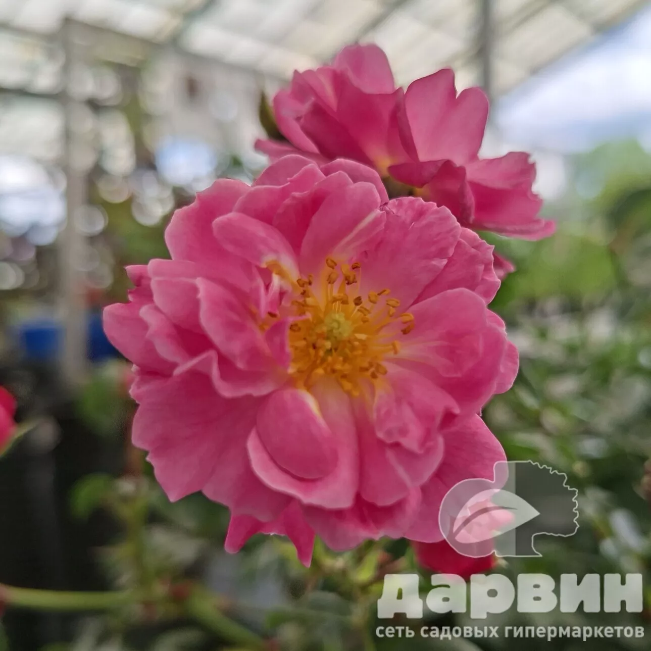 Роза на штамбе Меджик Медиленд C20, штамб 90 YP 