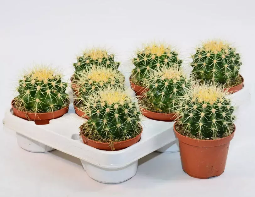 Эхинокактус Грузони в керамике d15 h15 