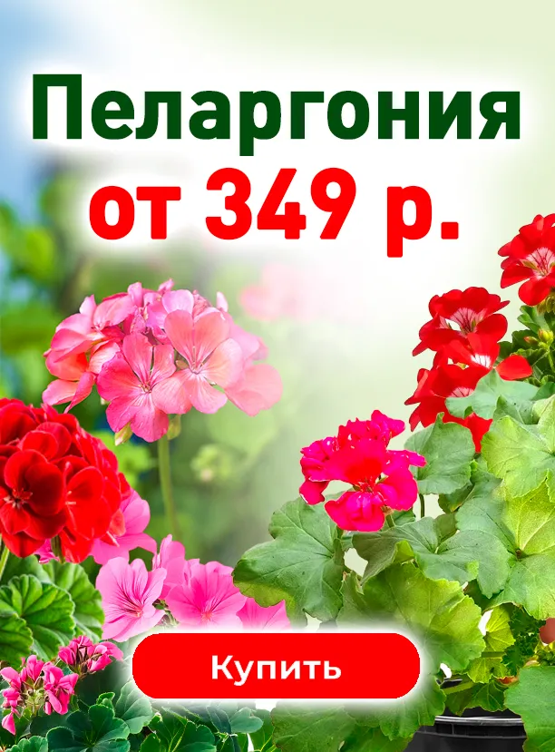 Пеларгония от 349 руб!