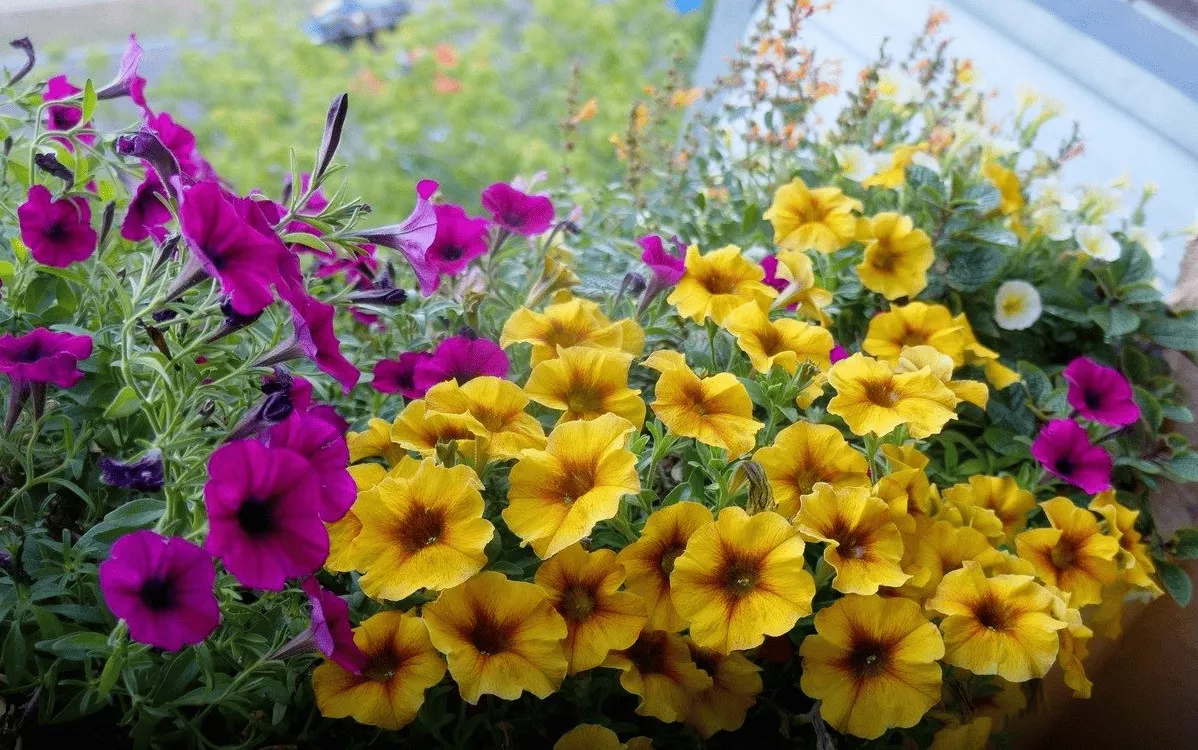 Петхоа d12 Tim 