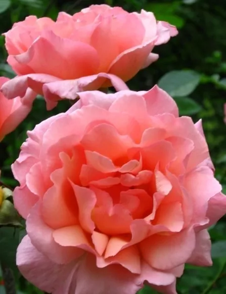 Роза плетистая Компашен в коробке AV 