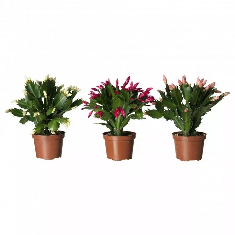 Шлюмбергера d13 