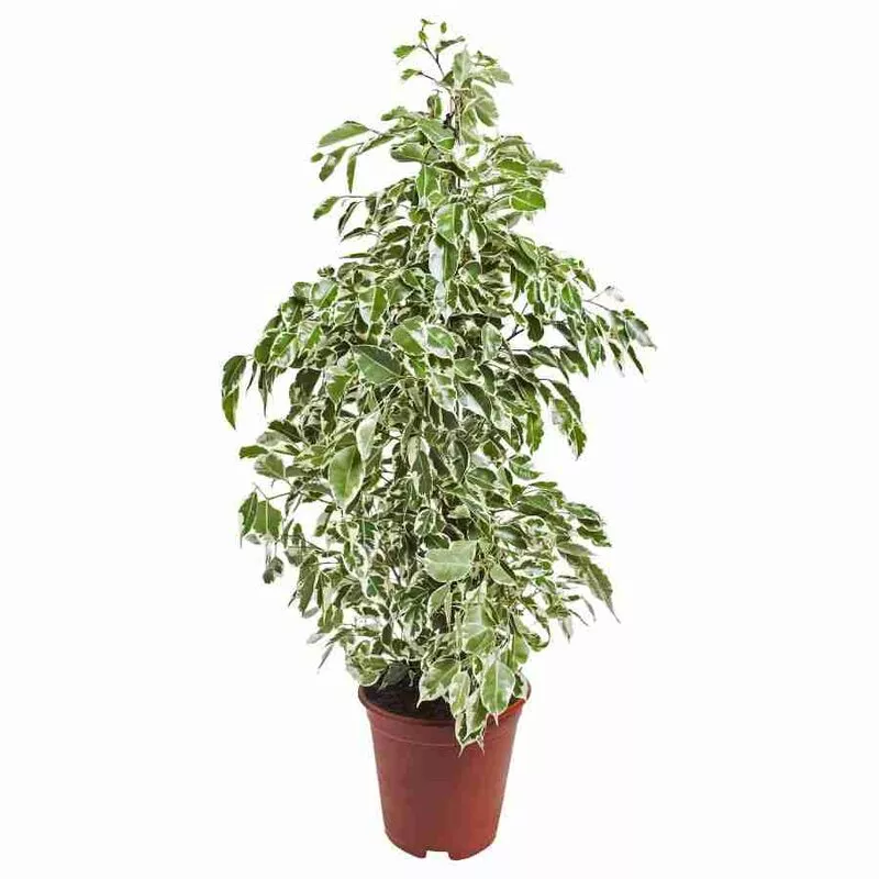 Фикус Бенджамина Старлайт пирамида d27 h130 