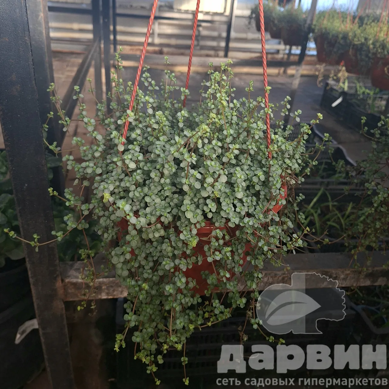 Муленбекия в кашпо d23 Tim 