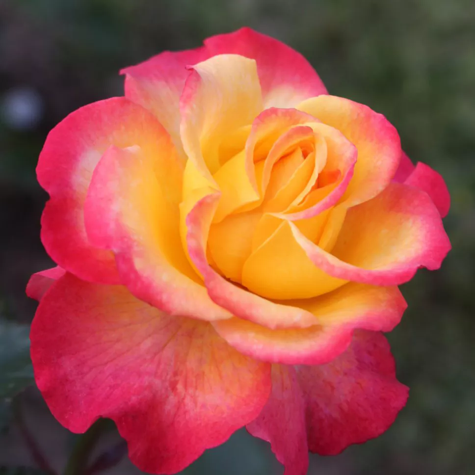 Роза чайно-гибридная Флеминг Стар v5 Dem 