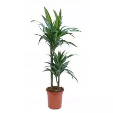 Драцена Вайт Страйп 2 ствола d19 h80 