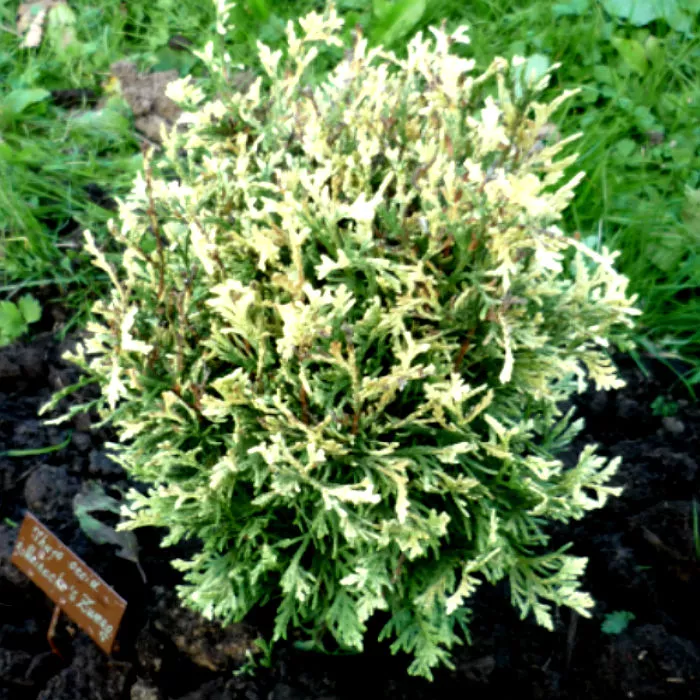 Растение туя западная Майнецке Зверг 100–125 