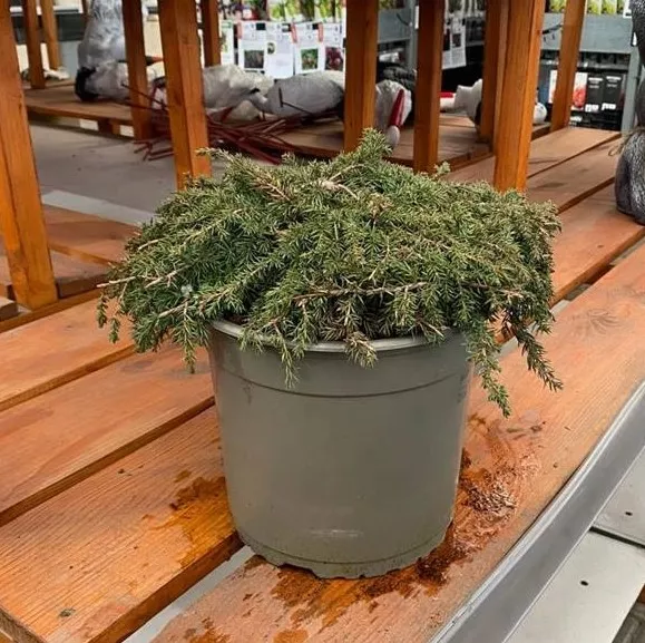 Можжевельник обыкновенный Грин карпет v7,5 30-40 