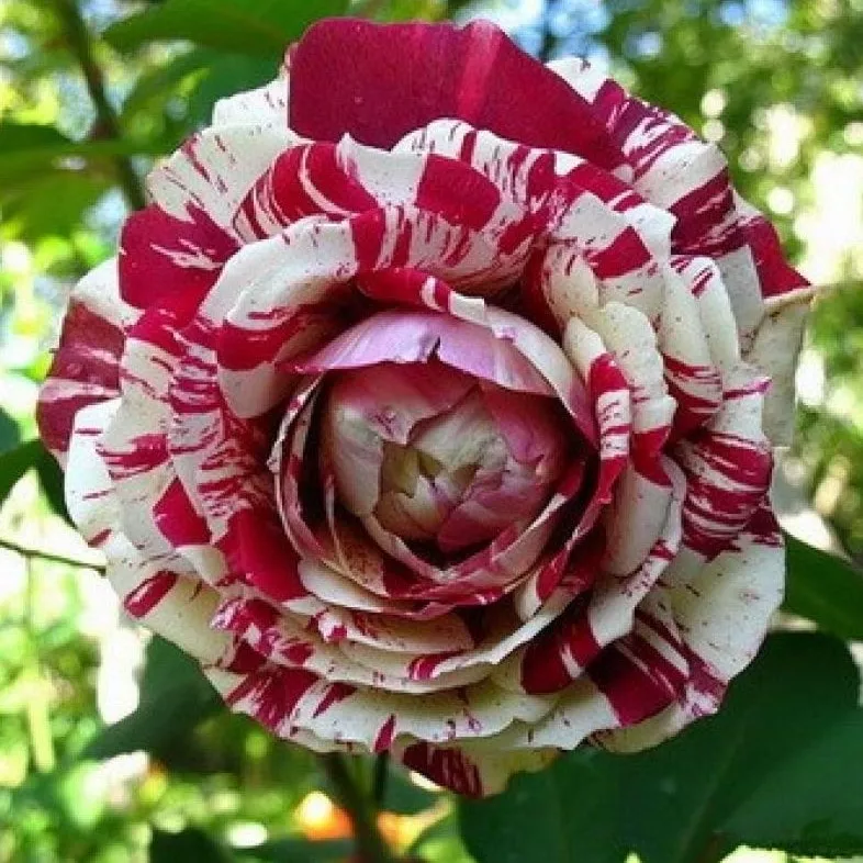 Роза чайно-гибридная Хулио Эглесиос  v5 Lav 