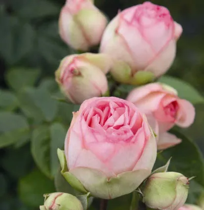 Роза чайно гибридная Чарминг Пиано в коробке Биосфера 