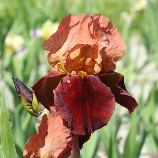 Ирис Начес Трэйс Tim 