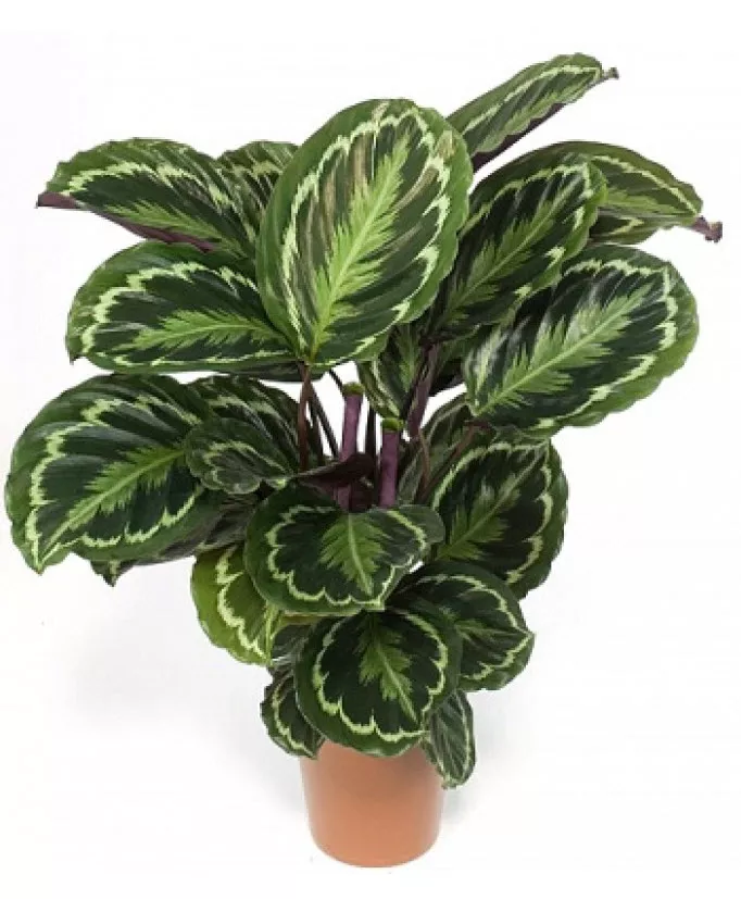 Крассула Перфората d9 ХР 