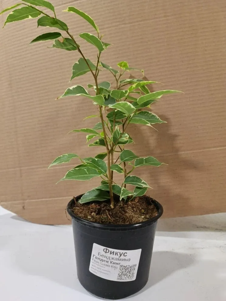 Фикус Бенджамина Голден Кинг d9 ХР 