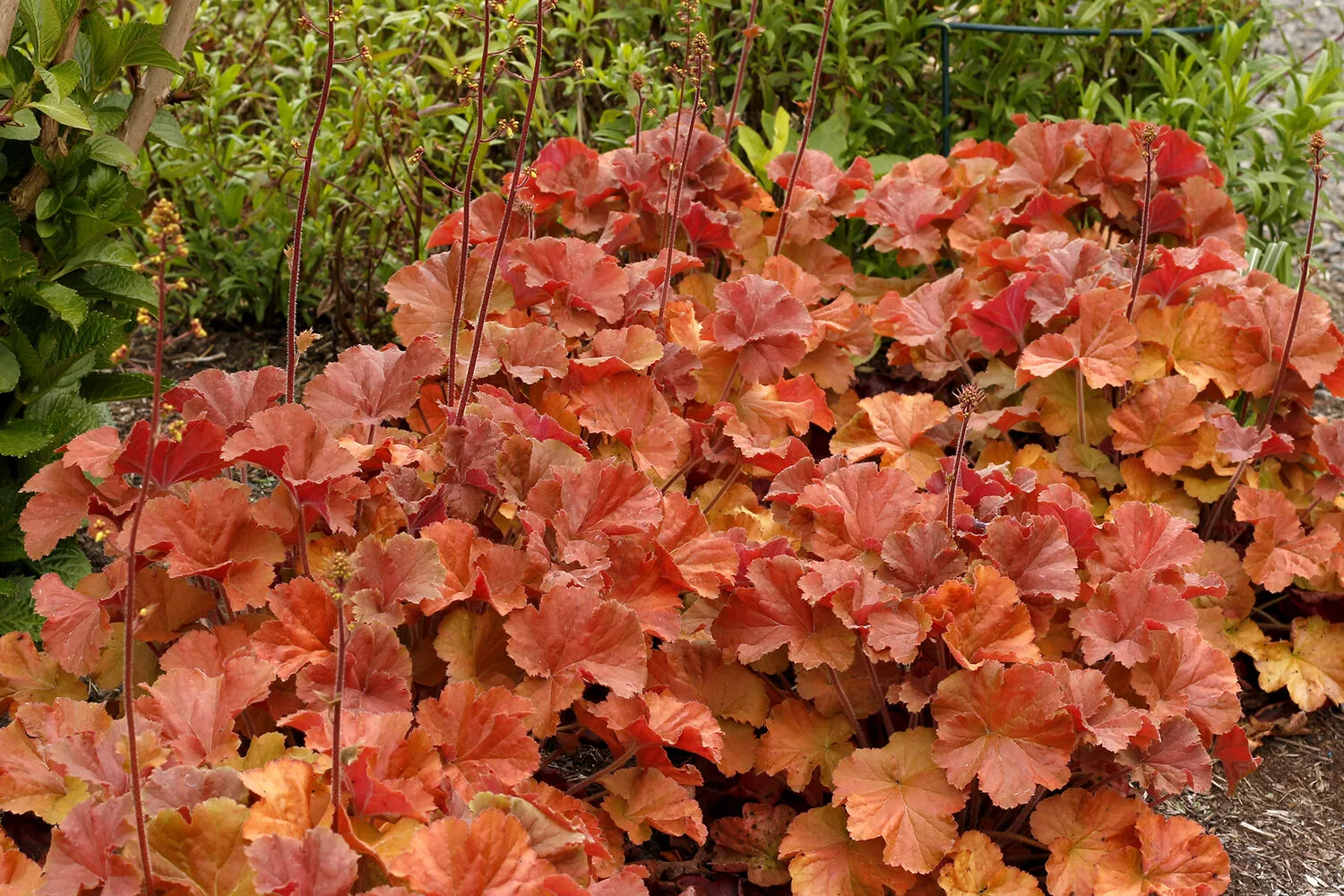 Гейхера Эмбер Вейвз d12 ХР 