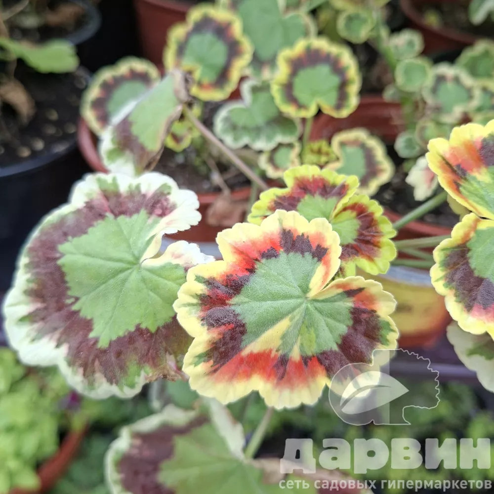 Пеларгония плющелистная Сплеш d12 Tim 