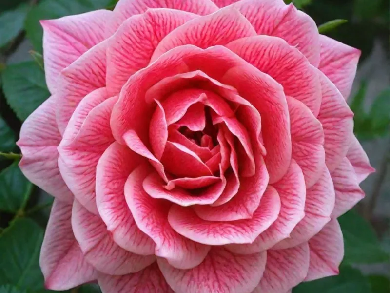 Роза Камелот в коробке АФ 