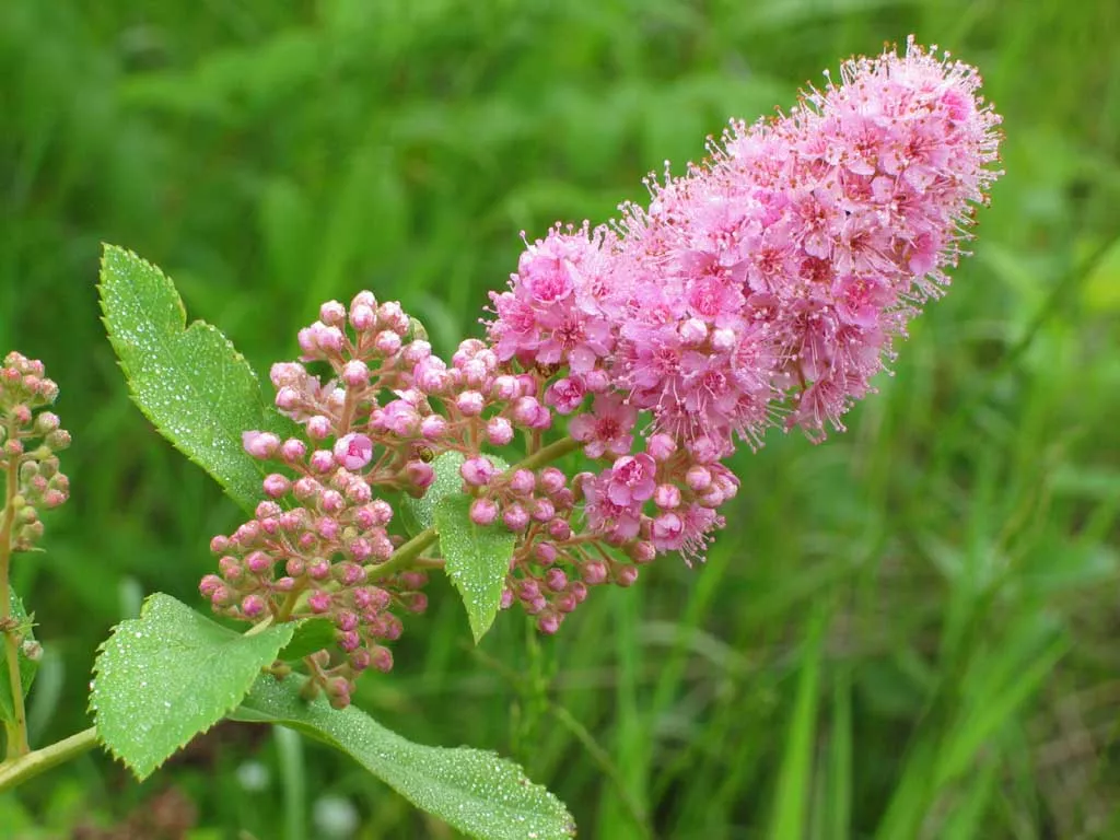 Спирея иволистная. Спирея иволистная розовая. Спирея иволистная Spiraea salicifolia. Спирея иволистная Билларда.