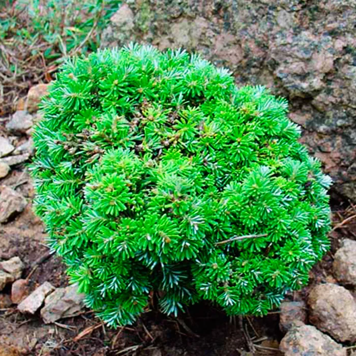 Растение пихта одноцветная Пиглми с2-3 2-летка Yos 