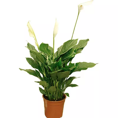 Спатифиллум в ассортименте d21-24 