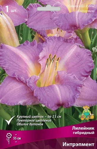 Корневище Лилейник гибридный Интрэпмент  1шт Поиск 