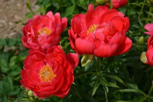 Пион Корал Меджик v7 Tim 