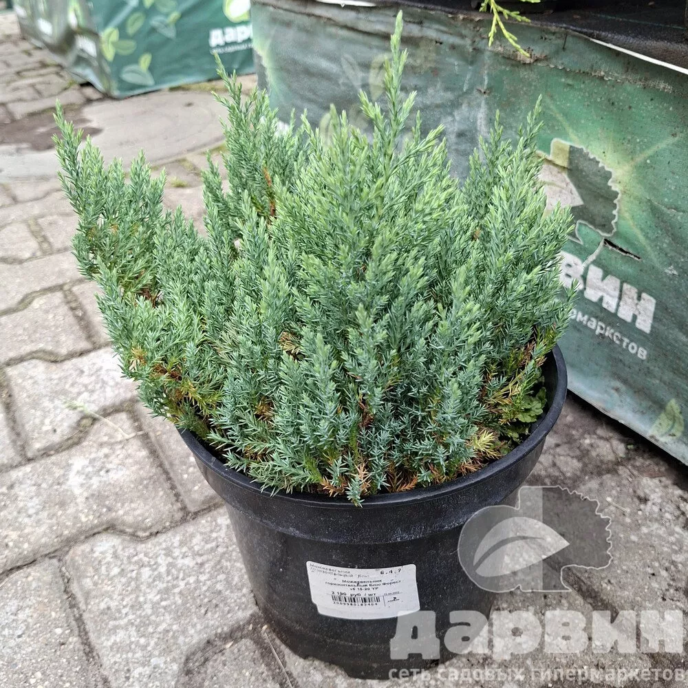 Можжевельник горизонтальный Блю Форест v5 15-20 YP 