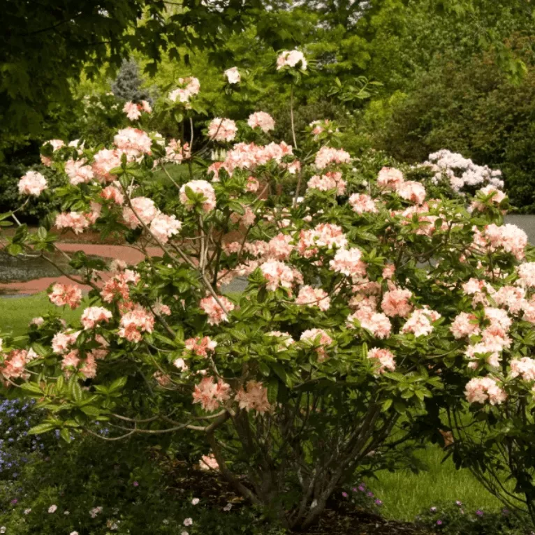 Азалия гибридная Кеннонс Дабл P9 