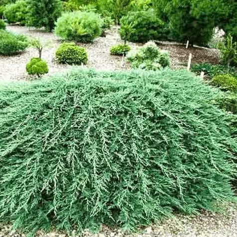 Можжевельник казацкий Там Ноу Блайт C10, 30-40см YP 