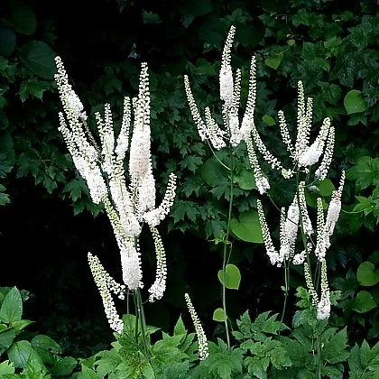 Клопогон Брюнетт d17ХР 