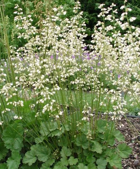 ОсновноеИзображение