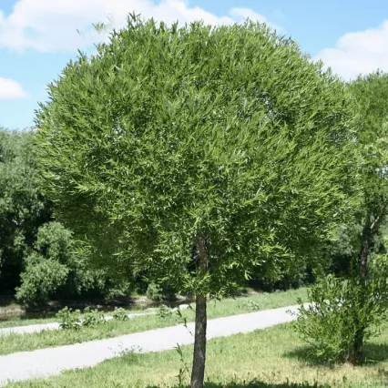 Ива Куроме Р21/Ра80 