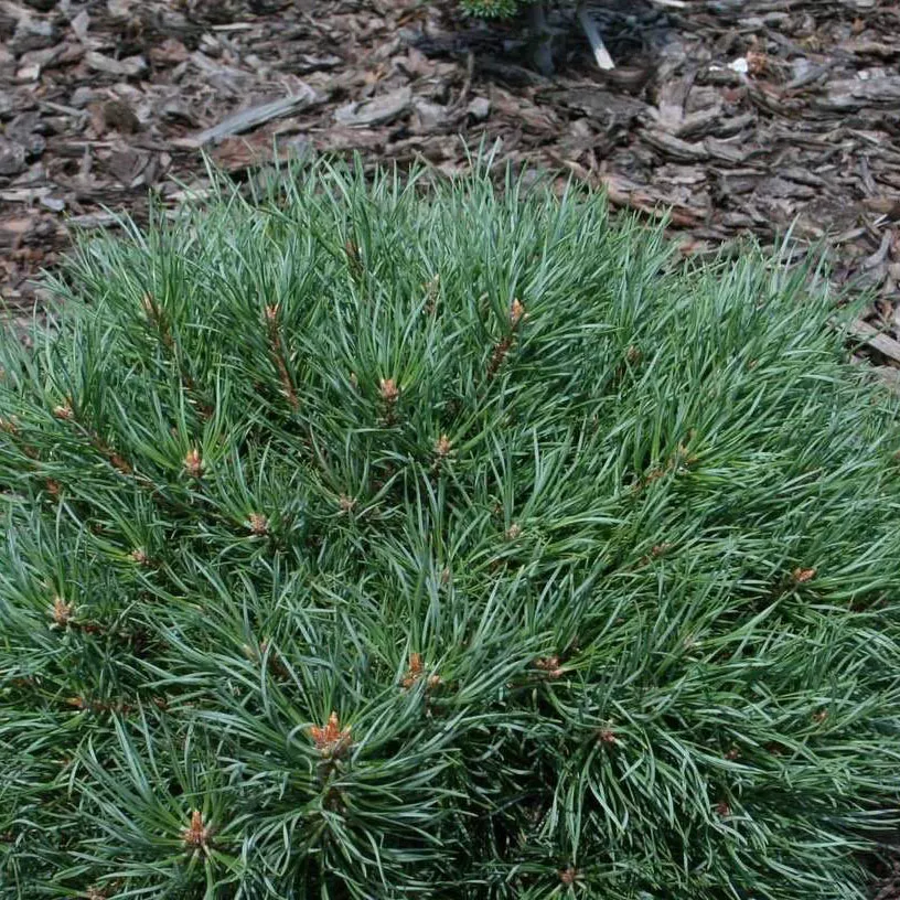 Растение сосна обыкновенная Фрешхэм С4/15-20 