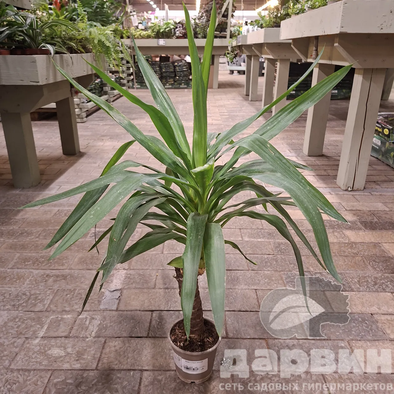 Юкка 1 ствол д12 х45 (2) WM