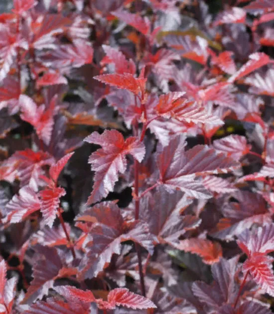 Пузыреплодник калинолистный Леди ин Ред С5 FD 