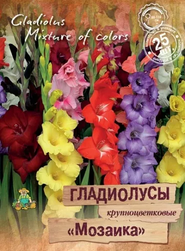 Луковица  Гладиолус крупноцветковые  Мозаика 10/12 25 шт Поиск 