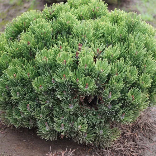 Сосна горная Лимерик v15 30-40 Tw 